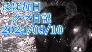 【ほぼ毎日 クマ日記】2024/09/10　18時56分～ 19℃　クルミを食べるツキノワグマ2頭カメラに驚く　安曇野