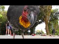 brush turkey up close and personal