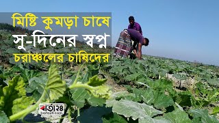 মিষ্টি কুমড়া চাষে সু-দিনের স্বপ্ন চরাঞ্চলের চাষিদের