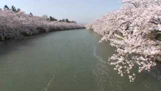 青森県　弘前公園の桜4　西濠の桜並木