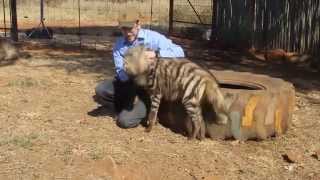 Filming with a striped hyena