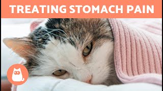 CAT STOMACH PAIN Home Remedies 🐱✅