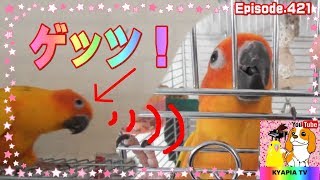 トントントンからのゲッツ！コガネメキシコインコの面白可愛い仕草421 sun conure