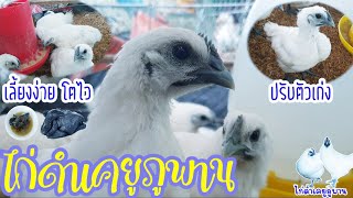 ไก่ดำเคยูภูพาน เลี้ยงง่าย โตไว ปรับตัวเก่ง by คำเงินฟาร์ม