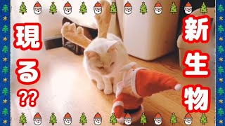 【  猫とクリスマス・イブ ⛄】　白猫ミミ君がトナカイに・・・