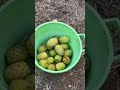 MENGKONSUMSI BUAH KAKTUS....SEPERTI APA YA RASANYA... ??? #short