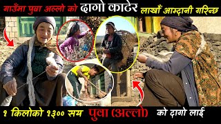 गाउँमा अल्लो पुवा को दागो बाट यति धेरै आम्दानी गर्नुहुन्छ | Bhagimala Budha | Sunil Vlogs2