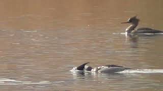 F0258　大分川　魚を追いかけるウミアイサのカップル　Oita River　A couple of sea Red-breasted merganser chasing fish