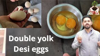 Double yolk desi eggs | दो ज़र्दी वाली मुर्गी का अंडा | #DoubleYolkDesiEggs