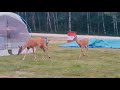 Deers in Our Camp Site || Camp Arnes @JBem111