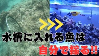 【海水魚採集】水槽に入れる魚を素潜りで採集してみた