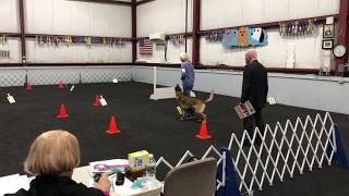 Saju, AKC Rally Advanced, 1st Place, Perfect Score 100!