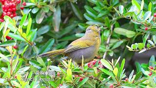 黃胸藪眉(藪鳥)/Steere's Liocichla