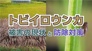 トビイロウンカの被害の現状と防除対策