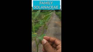 Family Solanaceae ||Physalis minima ||vegetative and floralcharacteristic features||By T.KUMAR