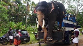 നോക്കണ്ട പാപ്പാനെ ഞാൻ ഇറങ്ങിക്കോളാം ....!!! 🥰🥰🥰 തിരുവാണിക്കാവ് രാജഗോപാലൻ