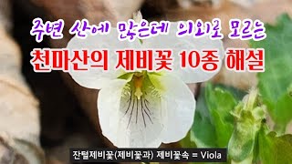 제비꽃 - 4월 남양주 천마산 제비꽃 10종류를 구별하는 핵심 key