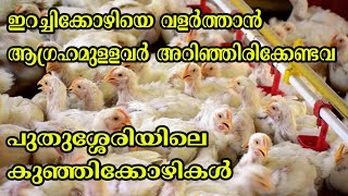 തുടക്കക്കാർക്ക് ഇറച്ചി കോഴി വളർത്തലിലൂടെ വൻ ലാഭമുണ്ടാക്കാം | Broiler chicken farming | Malayalam