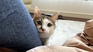 猫がカカカ！とクラッキングするのはどんな気持ち？