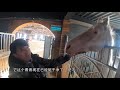 【亮哥养鱼】汗血寶馬莊園錦鯉魚穿孔病治療全記錄