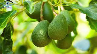 Agriculture Technology - Avocado Cultivation