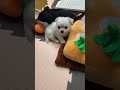 溢れる可愛さ😍 shorts chihuahuas puppy baby dog チワワ 赤ちゃん