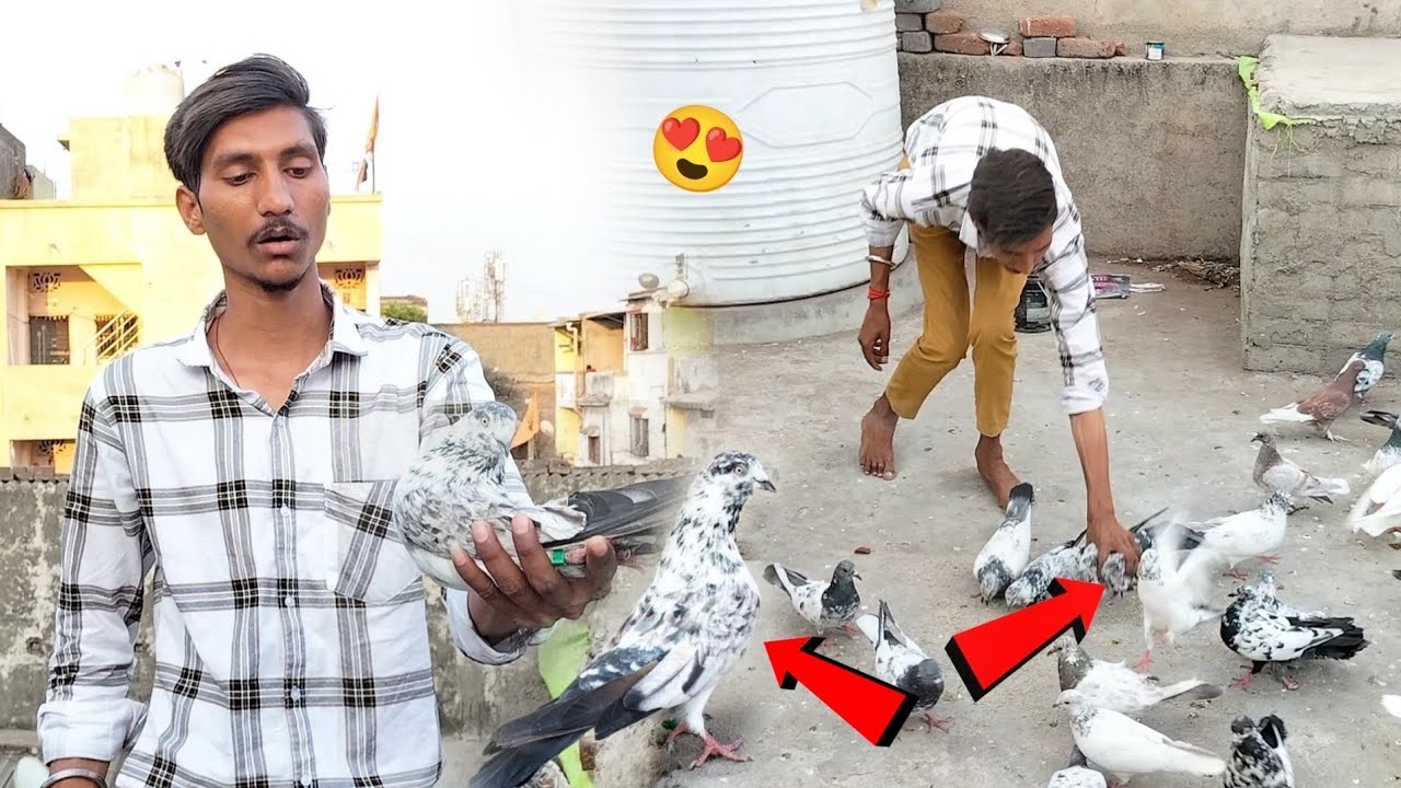 Sikda Kabutar Pakda ёяшн Youtube