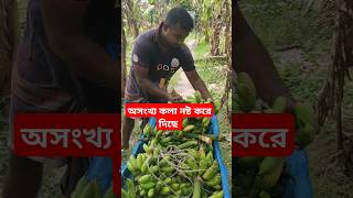 অসংখ্য কলা নষ্ট করে দিছে,