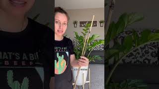 Have a wild ZZ plant? This is how I support it. #plantcare #zzplant #plantlovers