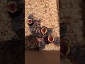 【雀の雛の保護日記】 スズメ すずめ 雛 ヒヨコ ひよこ 小鳥 ツバメ 文鳥 インコ 野鳥 鳥 bird sparrow 感動する話 涙腺崩壊 泣ける話 ほっこりする話