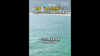 【大陸】「海上大熊貓」！10餘隻中華白海豚現身南海