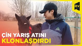 Çin ilk dəfə olaraq yarış atını klonlaşdırdı