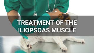 Treatment of Iliopsoas Injuries with Manual Therapy, Shockwave Therapy, and a Home Exercise Program