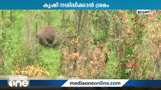 അരിക്കൊമ്പനെ തുരത്തി  തമിഴ്‌നാട്ടുകാർ; ഹൈവേസ് ഡാമിന് സമീപം കൃഷി നശിപ്പിക്കാൻ ശ്രമിക്കുകയായിരുന്നു