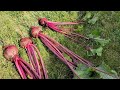 organic beet growing in the back yard. කාබනික බීට් වගාව.