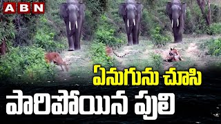 ఏనుగును చూసి పారిపోయిన పులి || Elephant Entery --Tiger Runway || ABN Telugu