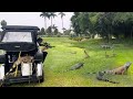 Local Golf Course Hires Us to Bounty Hunt Trespassing Iguanas with Air Guns and Golf Carts!