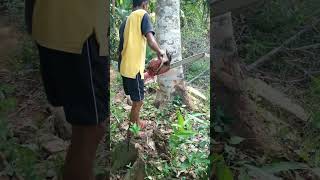 How to cut down dead \u0026 hazardous trees easily?මැරුණු, දිරාගිය ගසක් ලේසියෙන්ම කපන්නෙ මෙහෙමයි.