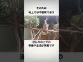 コアラの興味深い雑学5選 shorts