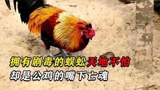 五毒之一的蜈蚣，却偏偏怕美味的大公鸡，鸡为何这么猛？