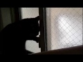 cat unlocks and opens window 鍵を開け窓を開けるネコ