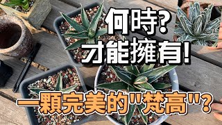 給納瓦羅龍舌蘭換個盆~# Vlog 15 |龍舌蘭種植記錄-Agave pintilla Collection Navarro|荒漠植物|