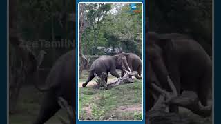 Elephant Fight:நிஜ கும்கி கிளைமாக்ஸ் இதுதான்! | This is the real Kumki climax!