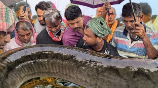 পদ্মার দেশীয় জীবিত বায়েম ও পাঁচমিশালী মাছের আজকের বাজার দর। Today river mixfish price