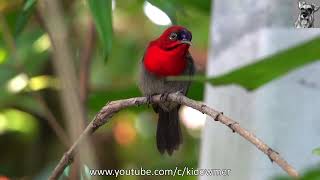 Bird Song: Male CRIMSON SUNBIRD singing , stretching