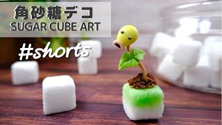 小さなマダツボミを角砂糖に生やしてみた🌱　#shorts