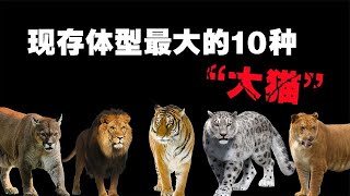 The 10 largest cats in existence, do you think lions and tigers are the biggest?