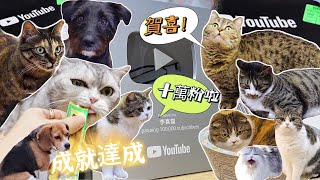 [CC SUB] Relying on cats and dogs to sell cute, I spent 3 years on YouTube and finally got 10K subs.