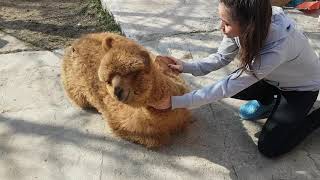 Brushing an alpaca