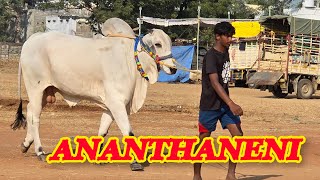 Ananthaneni Srikavya Srimadhu gari 6teeth bull's